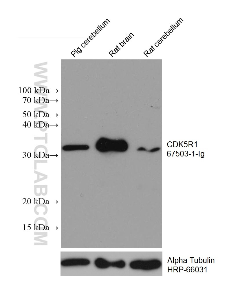 WB analysis using 67503-1-Ig