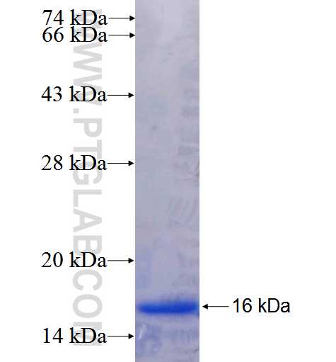 CDK5R1 fusion protein Ag25659 SDS-PAGE
