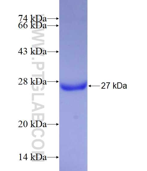CDK5R1 fusion protein Ag13152 SDS-PAGE