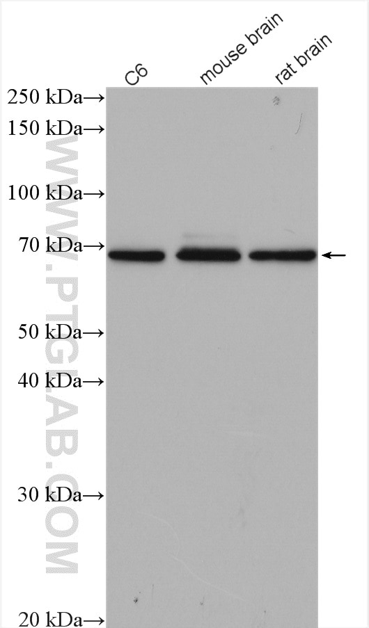 Western Blot (WB) analysis of various lysates using CDK5RAP1 Polyclonal antibody (14740-1-AP)