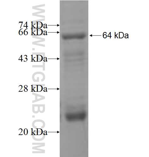 CDK5RAP1 fusion protein Ag6409 SDS-PAGE