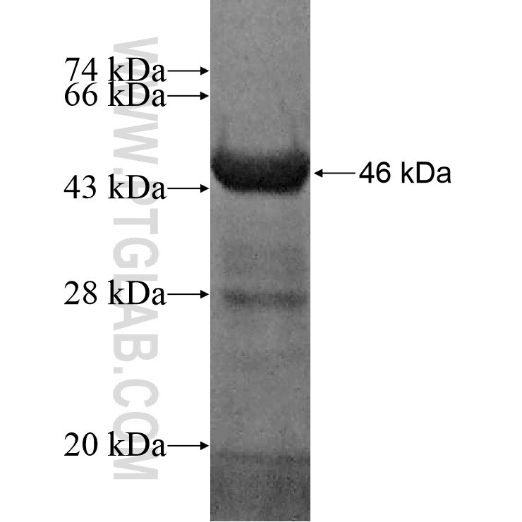 CDK5RAP1 fusion protein Ag7748 SDS-PAGE