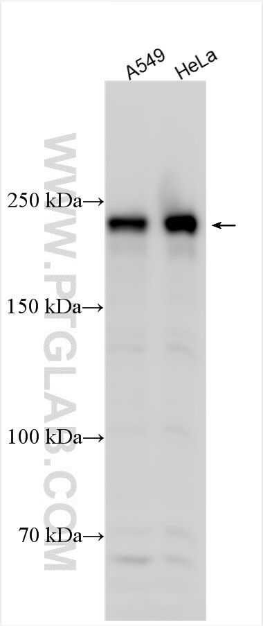Western Blot (WB) analysis of various lysates using CDK5RAP2 Polyclonal antibody (31702-1-AP)