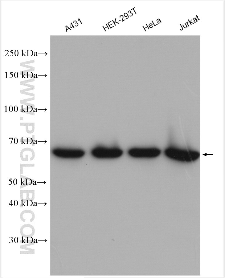 Western Blot (WB) analysis of various lysates using CDK5RAP3 Polyclonal antibody (11007-1-AP)