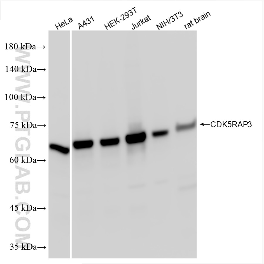 Western Blot (WB) analysis of various lysates using CDK5RAP3 Recombinant antibody (86177-1-RR)