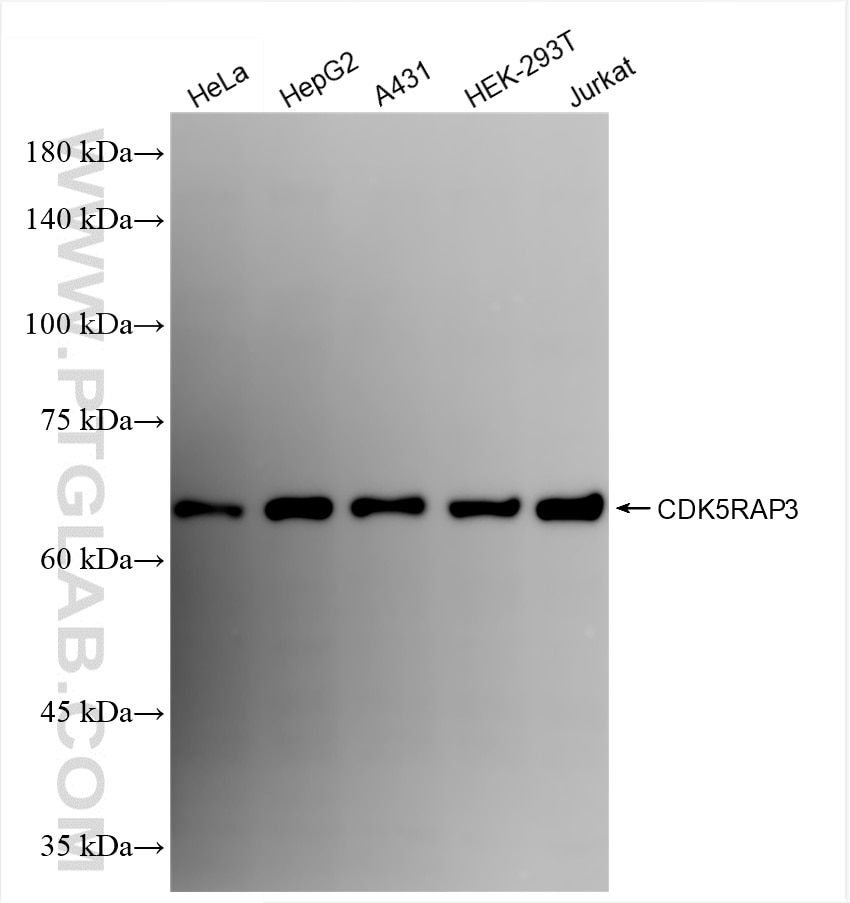 Western Blot (WB) analysis of various lysates using CDK5RAP3 Recombinant antibody (86177-2-RR)