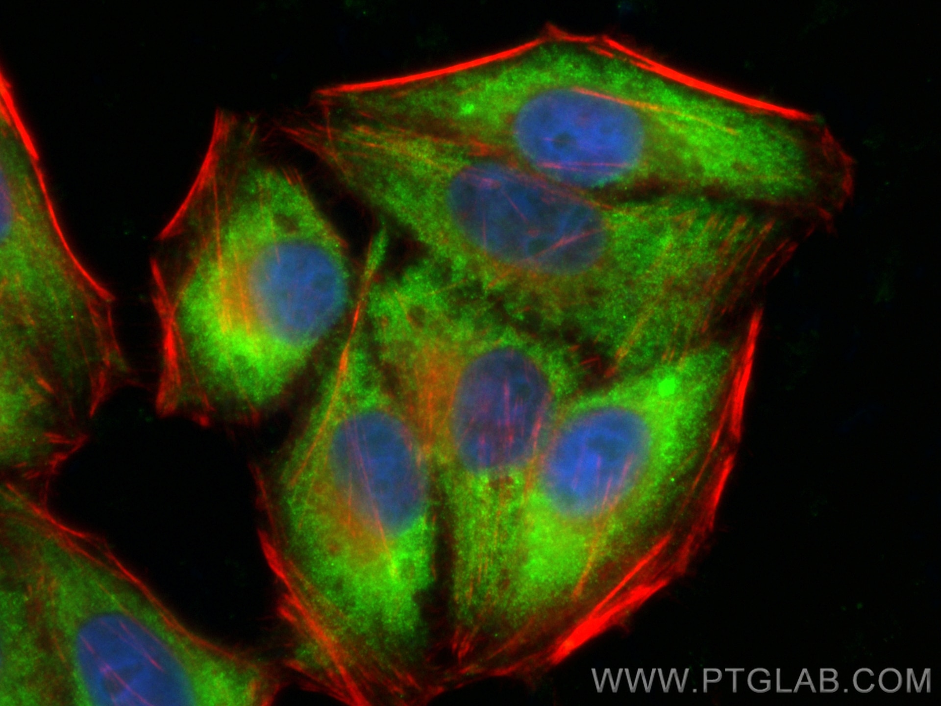 Immunofluorescence (IF) / fluorescent staining of HepG2 cells using CoraLite® Plus 488-conjugated CDK5RAP3 Polyclonal  (CL488-11007)