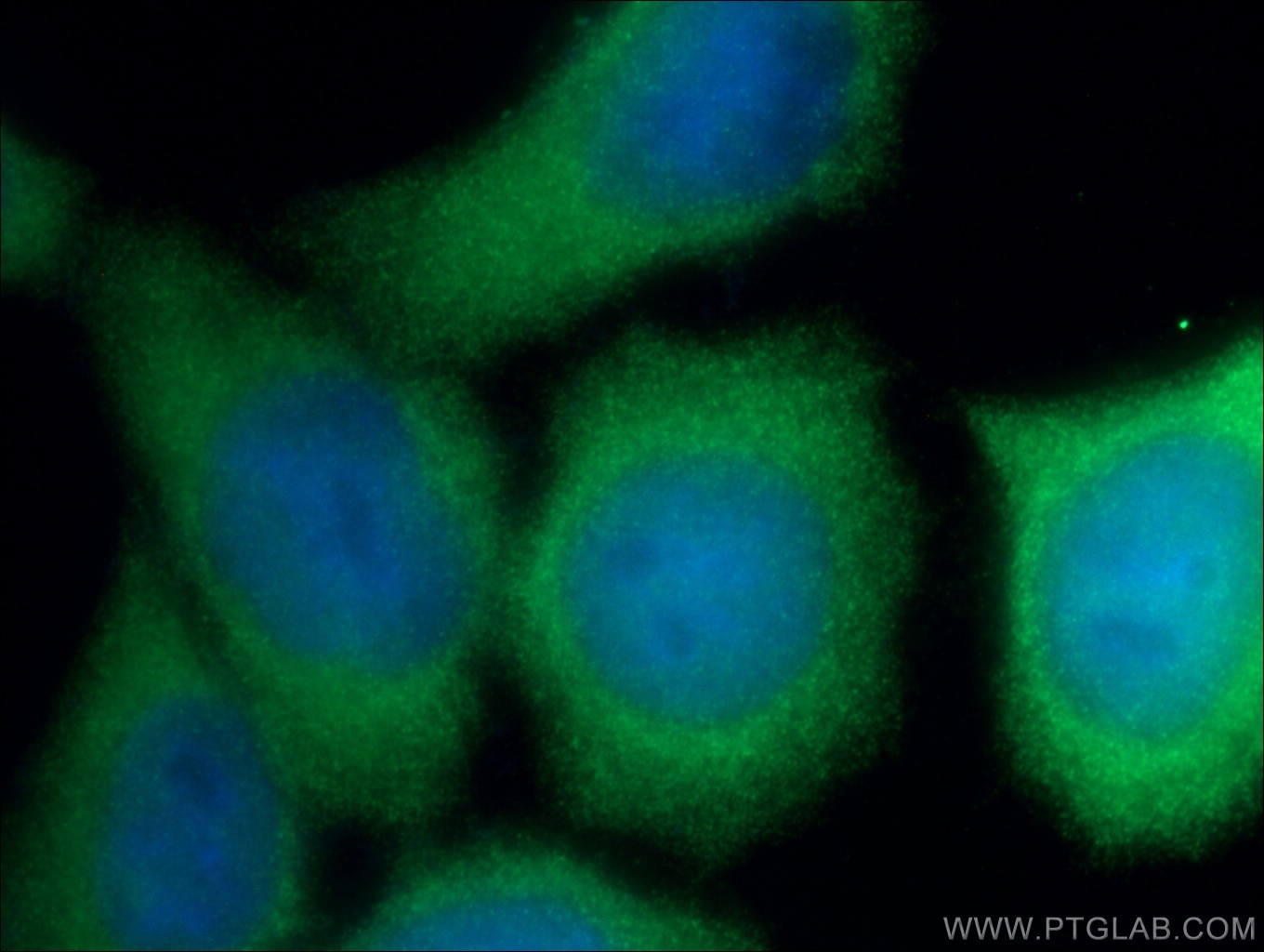 Immunofluorescence (IF) / fluorescent staining of HeLa cells using CDK6 Polyclonal antibody (14052-1-AP)