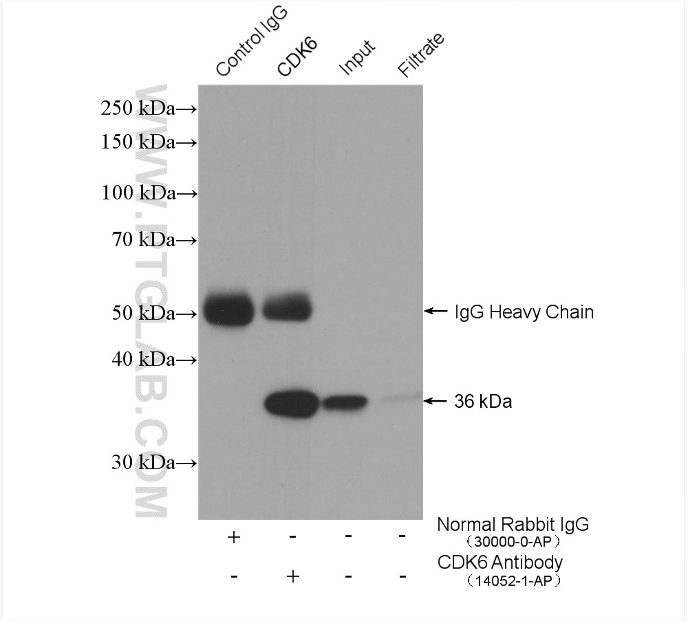 Immunoprecipitation (IP) experiment of Jurkat cells using CDK6 Polyclonal antibody (14052-1-AP)
