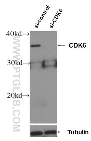 WB analysis of HeLa using 14052-1-AP