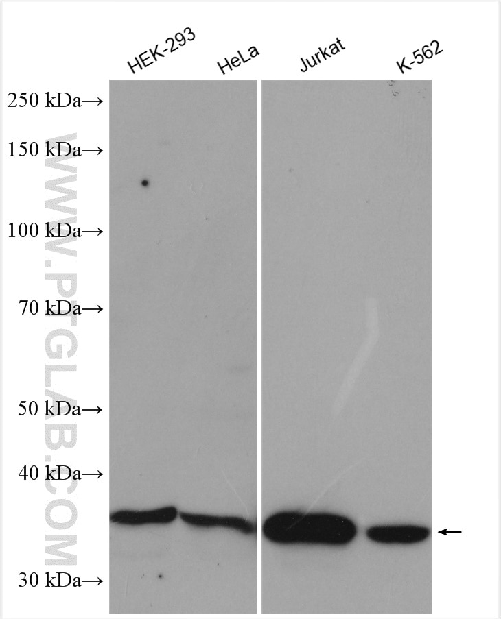 Western Blot (WB) analysis of various lysates using CDK6 Polyclonal antibody (14052-1-AP)