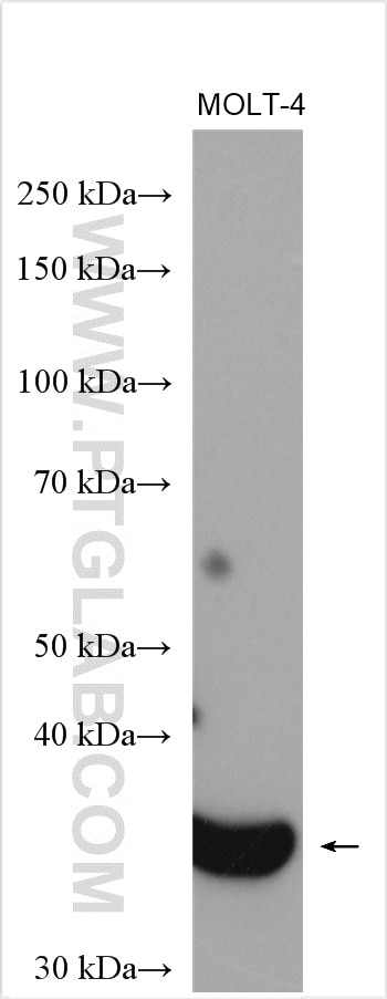 Western Blot (WB) analysis of MOLT-4 cells using CDK6 Polyclonal antibody (14052-1-AP)