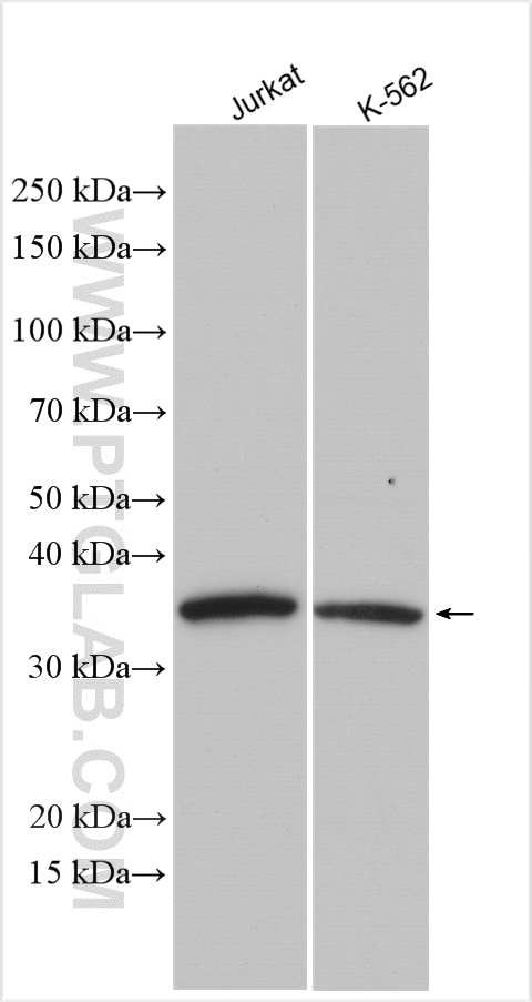 Western Blot (WB) analysis of various lysates using CDK6 Polyclonal antibody (14052-1-AP)