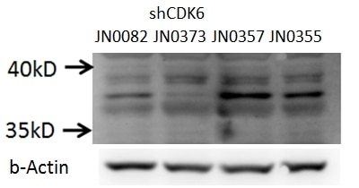 Western Blot (WB) analysis of C2C12 cells using CDK6 Polyclonal antibody (14052-1-AP)