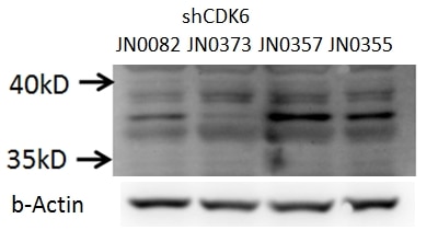 WB analysis of C2C12 cells using 14052-1-AP