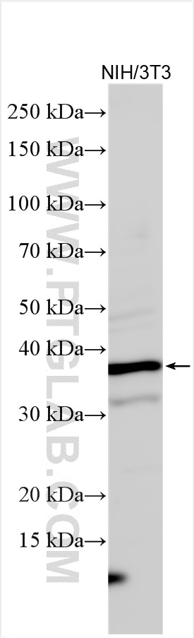 Western Blot (WB) analysis of various lysates using CDK6 Polyclonal antibody (14052-1-AP)