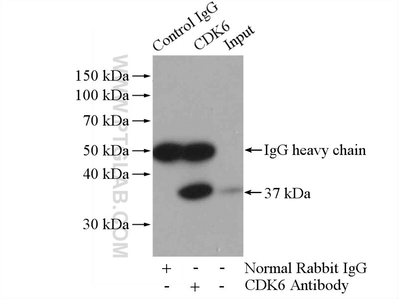 Immunoprecipitation (IP) experiment of Jurkat cells using CDK6 Polyclonal antibody (19117-1-AP)