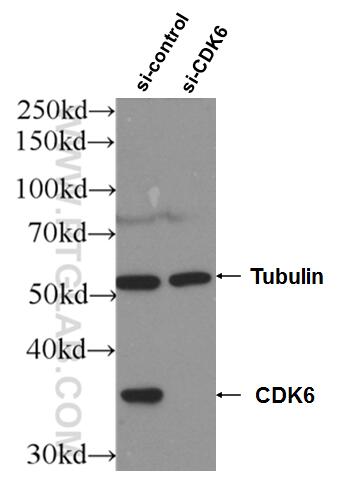 Western Blot (WB) analysis of HeLa cells using CDK6 Polyclonal antibody (19117-1-AP)