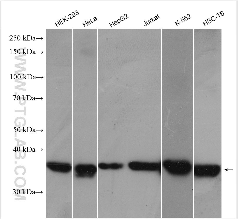 Western Blot (WB) analysis of various lysates using CDK6 Polyclonal antibody (19117-1-AP)