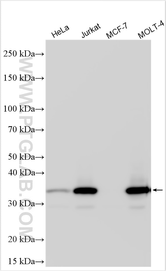 Western Blot (WB) analysis of various lysates using CDK6 Polyclonal antibody (19117-1-AP)