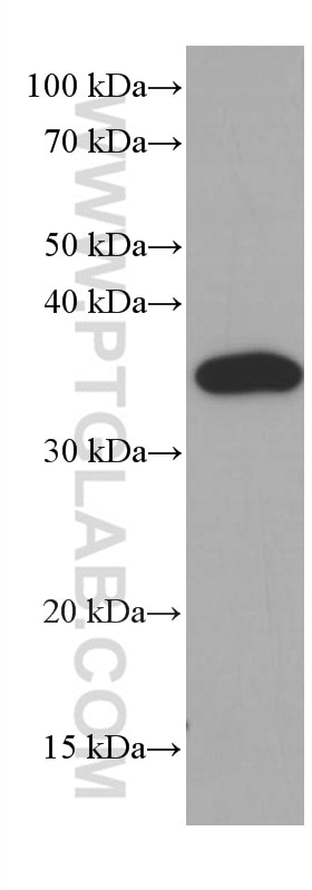 Western Blot (WB) analysis of NIH/3T3 cells using CDK6 Monoclonal antibody (66278-1-Ig)