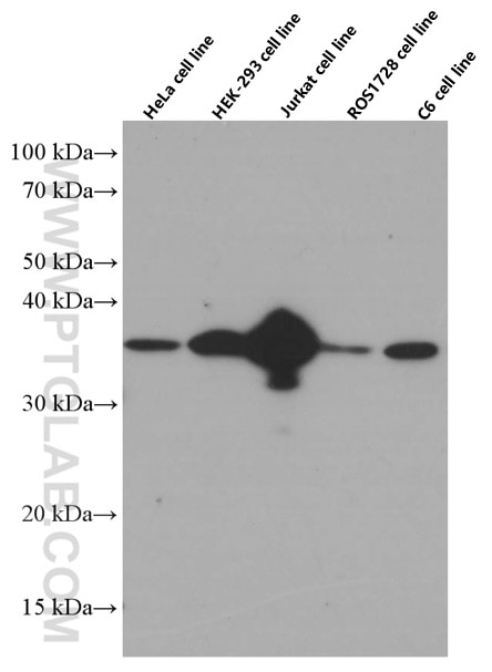 Western Blot (WB) analysis of various lysates using CDK6 Monoclonal antibody (66278-1-Ig)