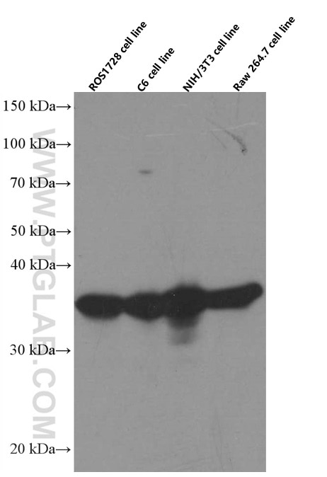 Western Blot (WB) analysis of various lysates using CDK6 Monoclonal antibody (66278-1-Ig)