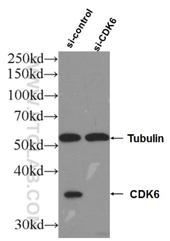 Western Blot (WB) analysis of HEK-293 cells using CDK6 Monoclonal antibody (66278-1-Ig)