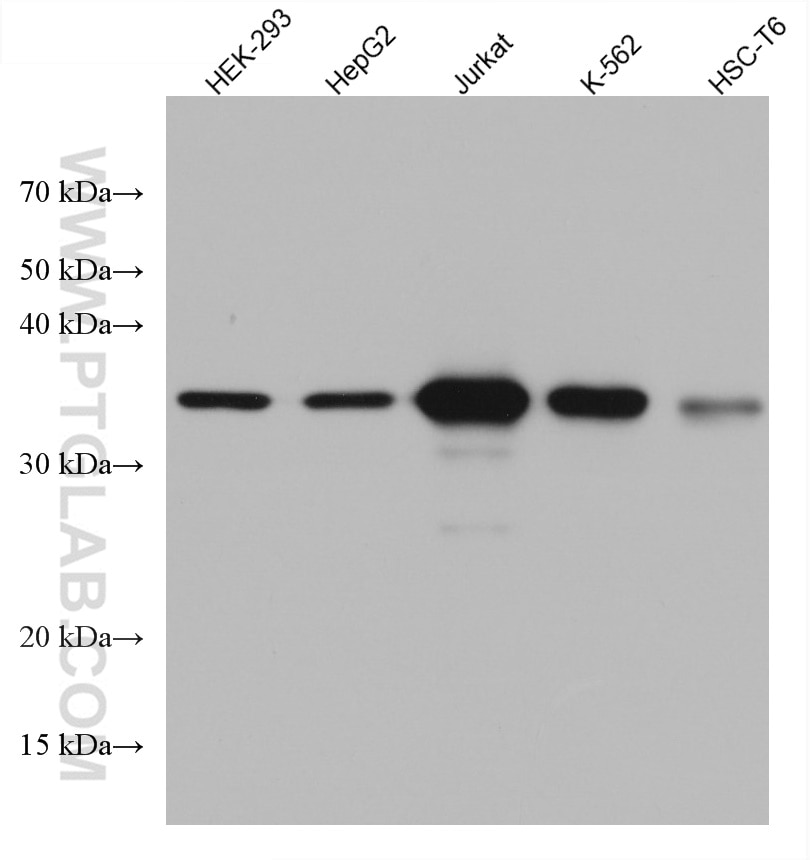 Western Blot (WB) analysis of various lysates using CDK6 Monoclonal antibody (66278-1-Ig)