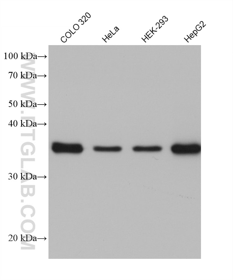 Western Blot (WB) analysis of various lysates using CDK6 Monoclonal antibody (66278-1-Ig)