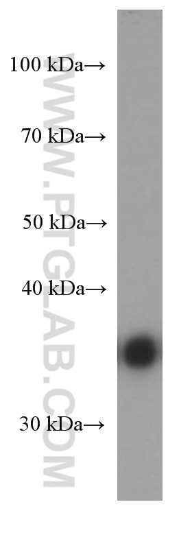 Western Blot (WB) analysis of THP-1 cells using CDK6 Monoclonal antibody (66278-1-Ig)