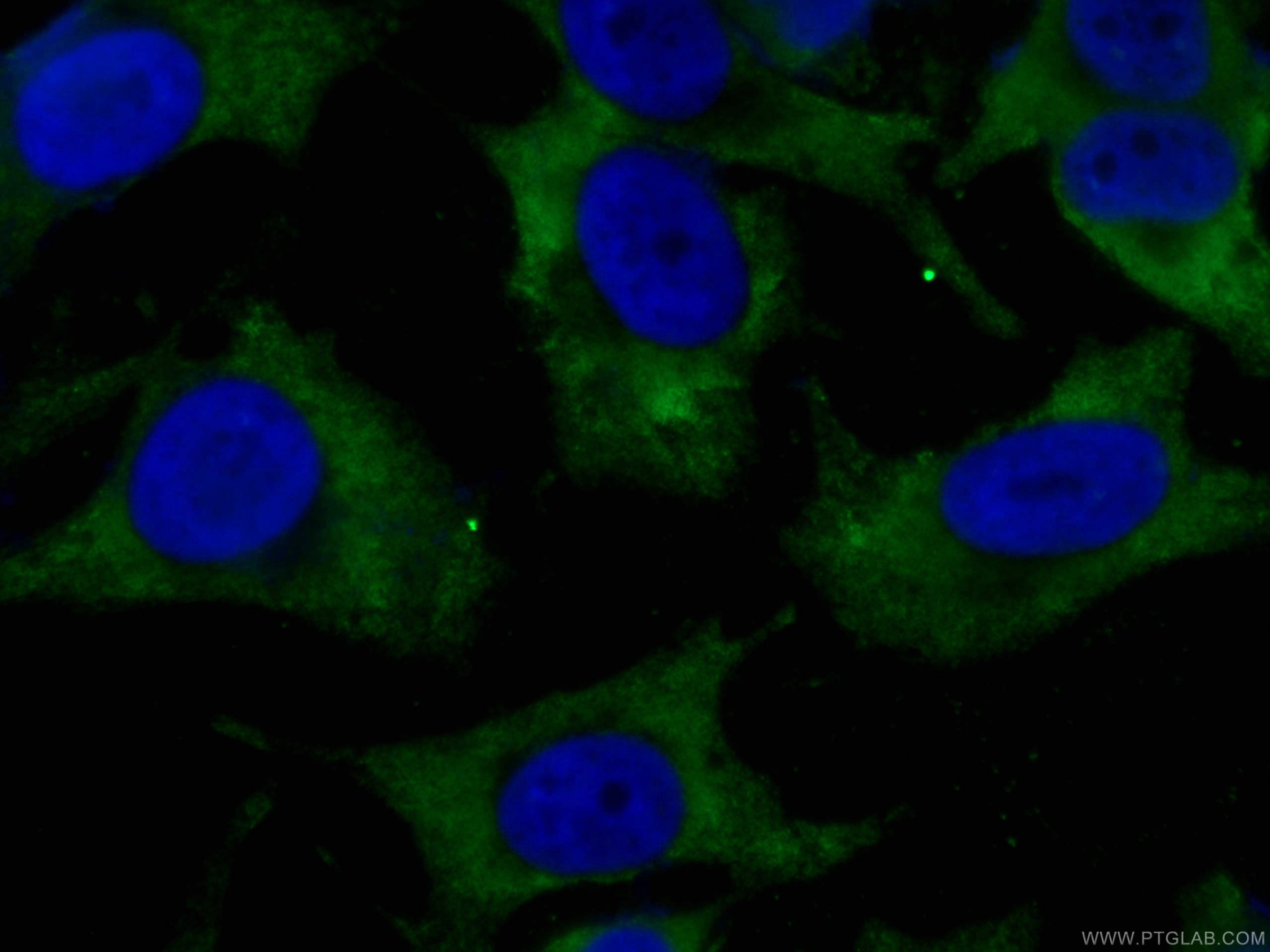 Immunofluorescence (IF) / fluorescent staining of HeLa cells using CoraLite® Plus 488-conjugated CDK6 Monoclonal anti (CL488-66278)
