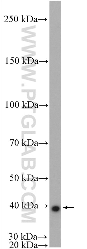 Western Blot (WB) analysis of MCF-7 cells using CDK7 Polyclonal antibody (27027-1-AP)