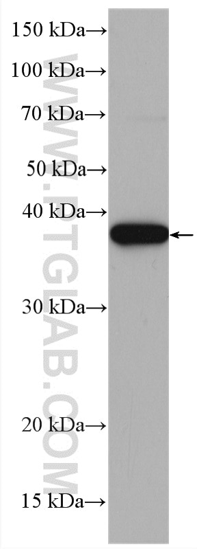 Western Blot (WB) analysis of HepG2 cells using CDK7 Polyclonal antibody (27027-1-AP)