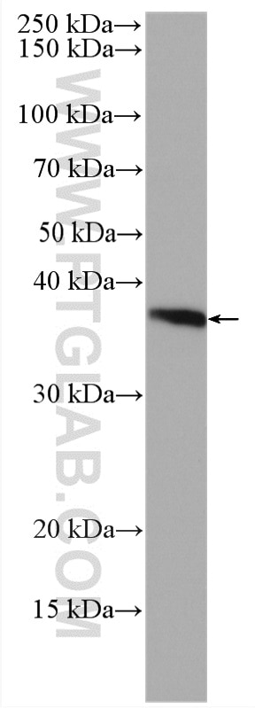Western Blot (WB) analysis of HepG2 cells using CDK7 Polyclonal antibody (27027-1-AP)
