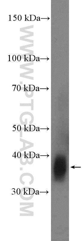Western Blot (WB) analysis of mouse embryo tissue using CDK7 Polyclonal antibody (27027-1-AP)