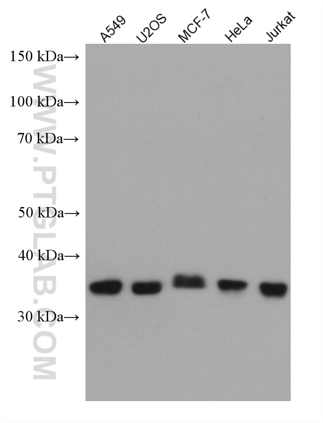 Western Blot (WB) analysis of various lysates using CDK7 Monoclonal antibody (67889-1-Ig)