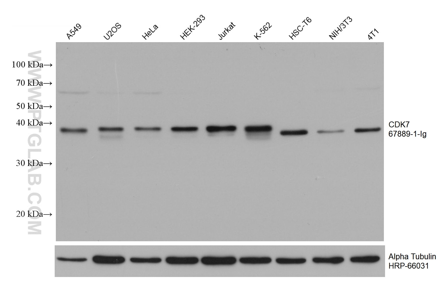 Western Blot (WB) analysis of various lysates using CDK7 Monoclonal antibody (67889-1-Ig)