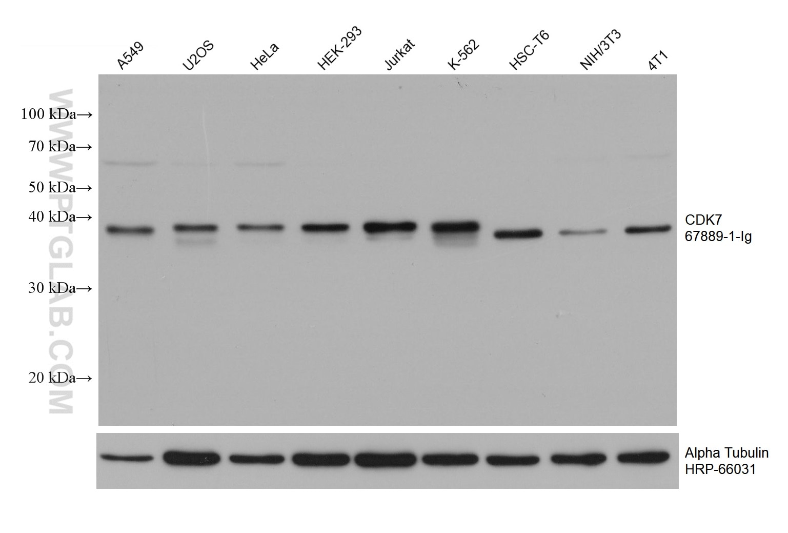 WB analysis using 67889-1-Ig