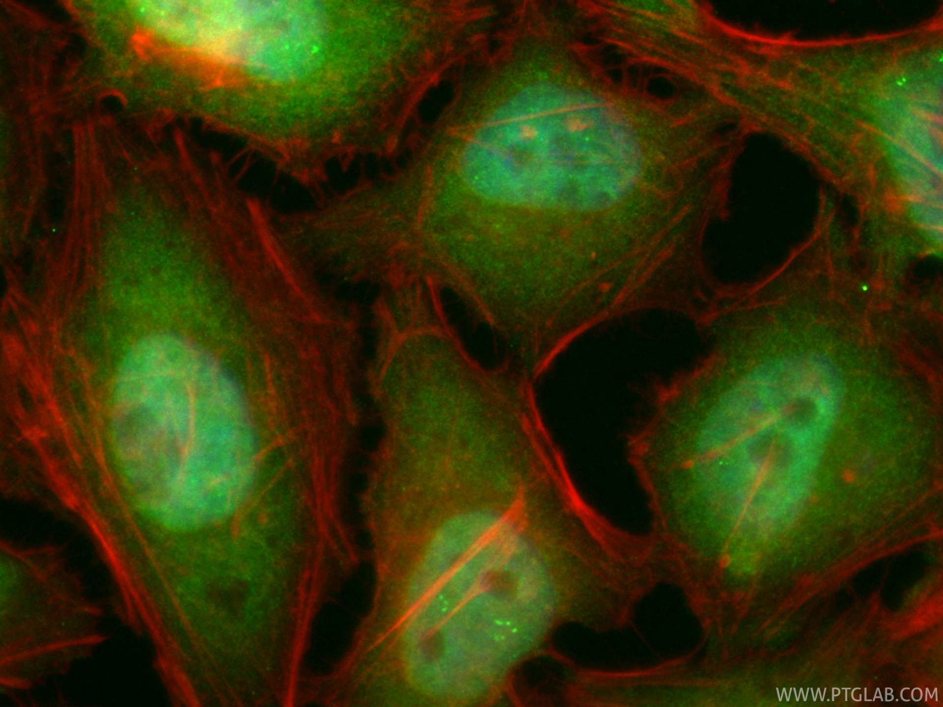 Immunofluorescence (IF) / fluorescent staining of HeLa cells using CoraLite® Plus 488-conjugated CDK7 Recombinant mon (CL488-83976-3)
