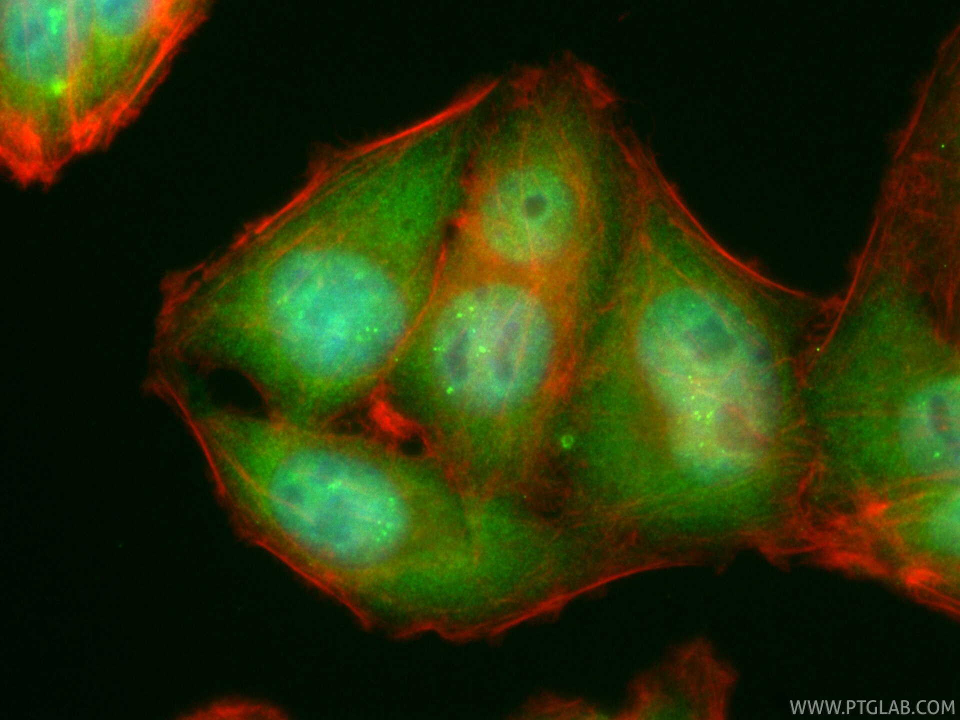 Immunofluorescence (IF) / fluorescent staining of HepG2 cells using CoraLite® Plus 488-conjugated CDK7 Recombinant mon (CL488-83976-3)