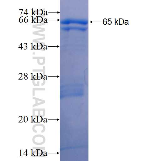 CDK7 fusion protein Ag1108 SDS-PAGE