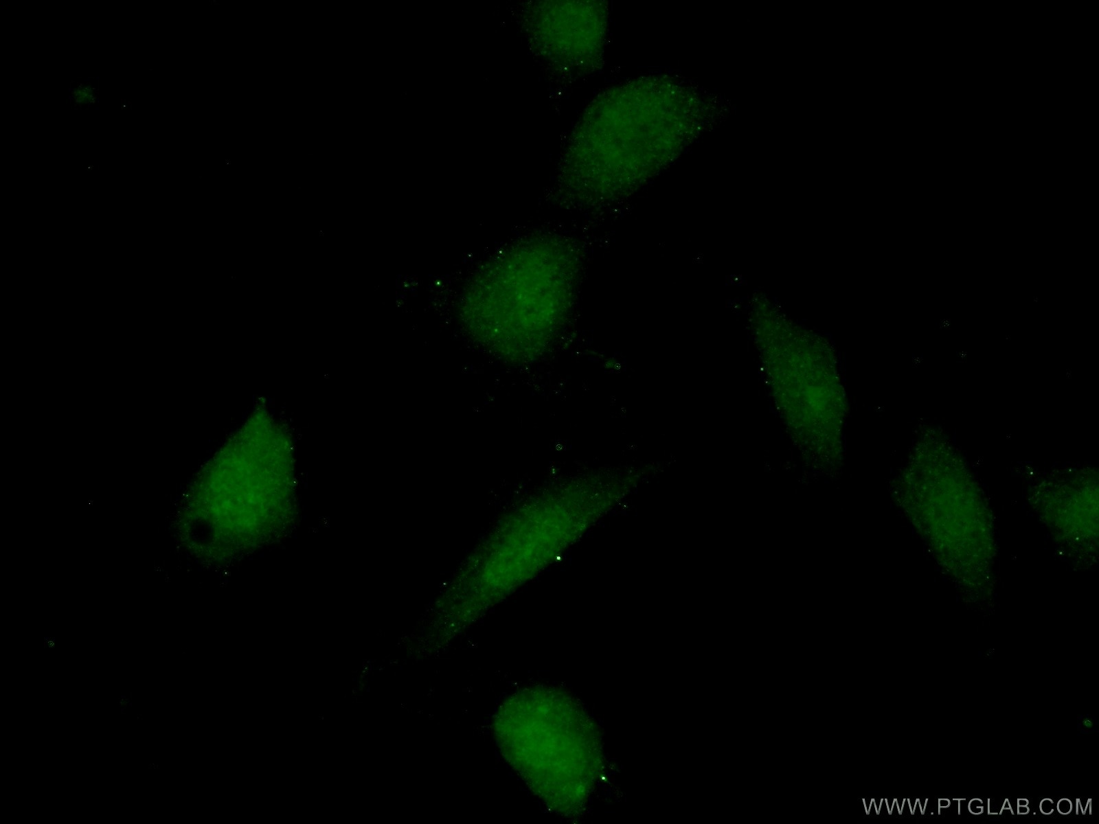 Immunofluorescence (IF) / fluorescent staining of NIH/3T3 cells using CDK8 Polyclonal antibody (22067-1-AP)