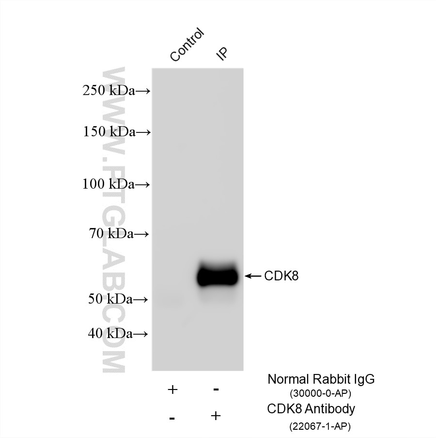 IP experiment of NIH/3T3 using 22067-1-AP Immunoprecipitation (IP) experiment of NIH/3T3 cells using CDK8 Polyclonal antibody (22067-1-AP)