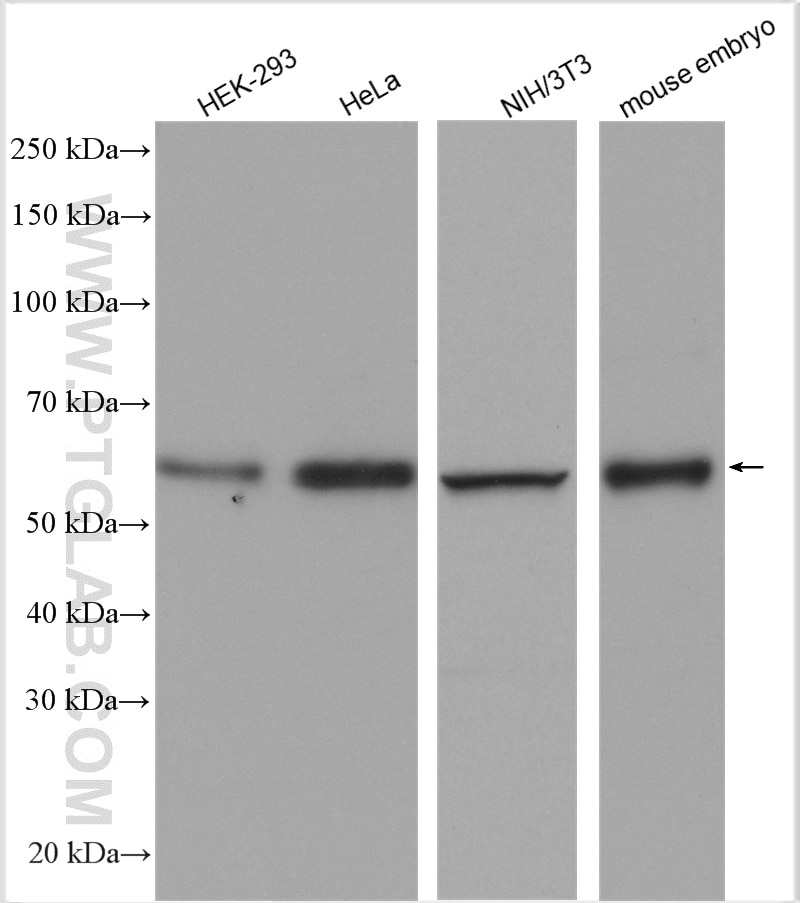 Western Blot (WB) analysis of various lysates using CDK8 Polyclonal antibody (22067-1-AP)