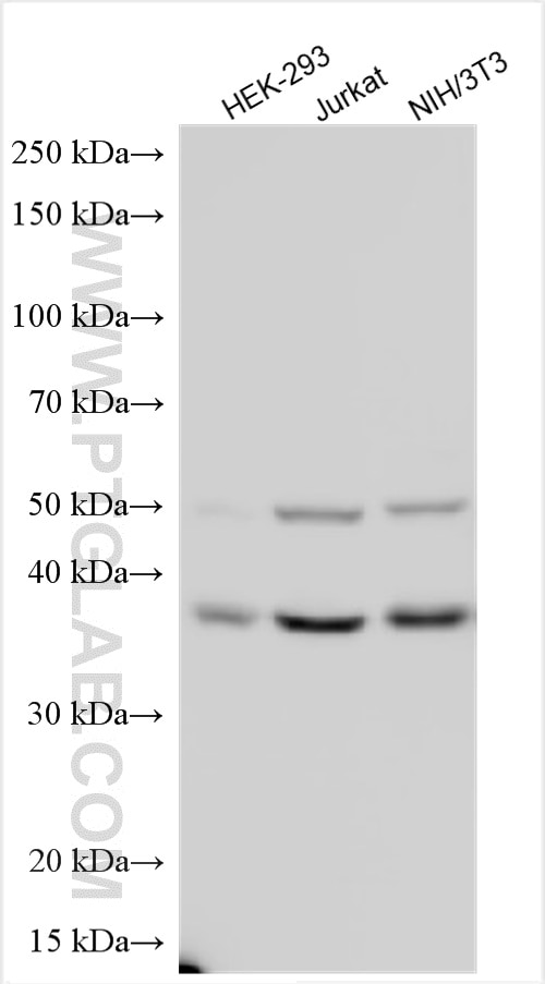 Western Blot (WB) analysis of various lysates using CDK9 Polyclonal antibody (11705-1-AP)