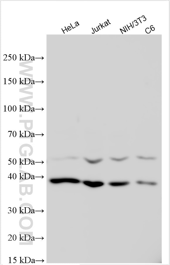 Western Blot (WB) analysis of various lysates using CDK9 Polyclonal antibody (11705-1-AP)