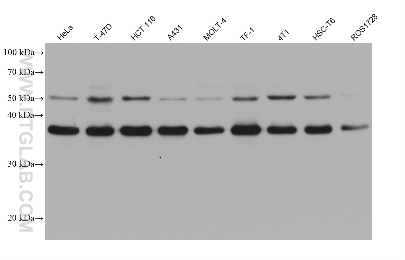 Western Blot (WB) analysis of various lysates using CDK9 Monoclonal antibody (67256-1-Ig)