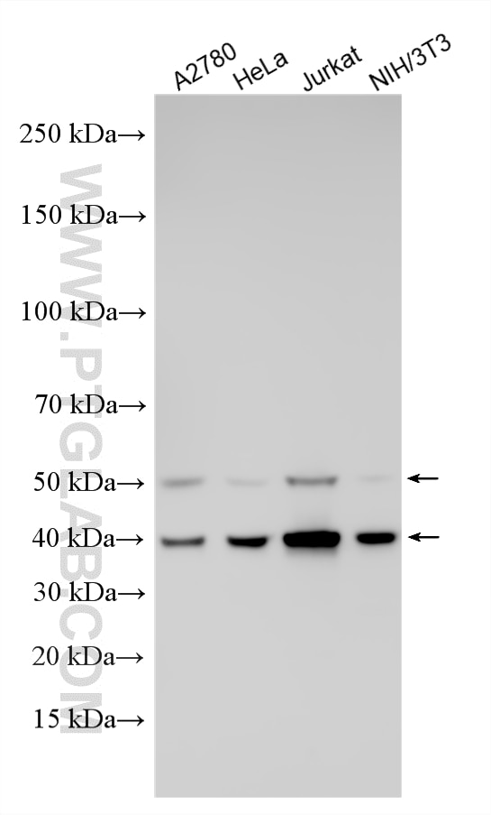 Various lysates were subjected to SDS PAGE followed by western blot with RMX00056 (CDK9 antibody) at dilution of 1:25000 incubated at room temperature for 1.5 hours. Western Blot (WB) analysis of various lysates using Multi-rAb® CDK9 Multi-Recombinant antibody (RMX00056)