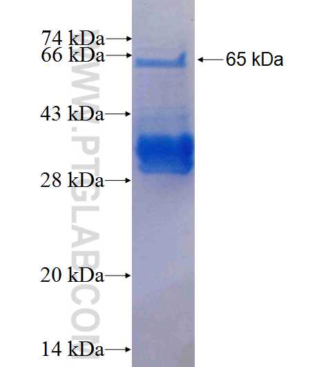 CDK9 fusion protein Ag2318 SDS-PAGE